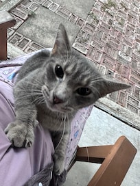 One of the friendliest cats!