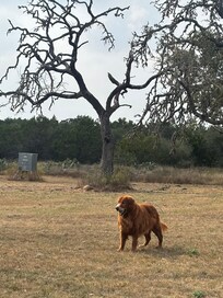 Our dog playing ball on property