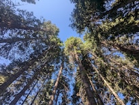 The lot is covered in the original trees which is rare to find, and they are gigantic and provide lots of shade.