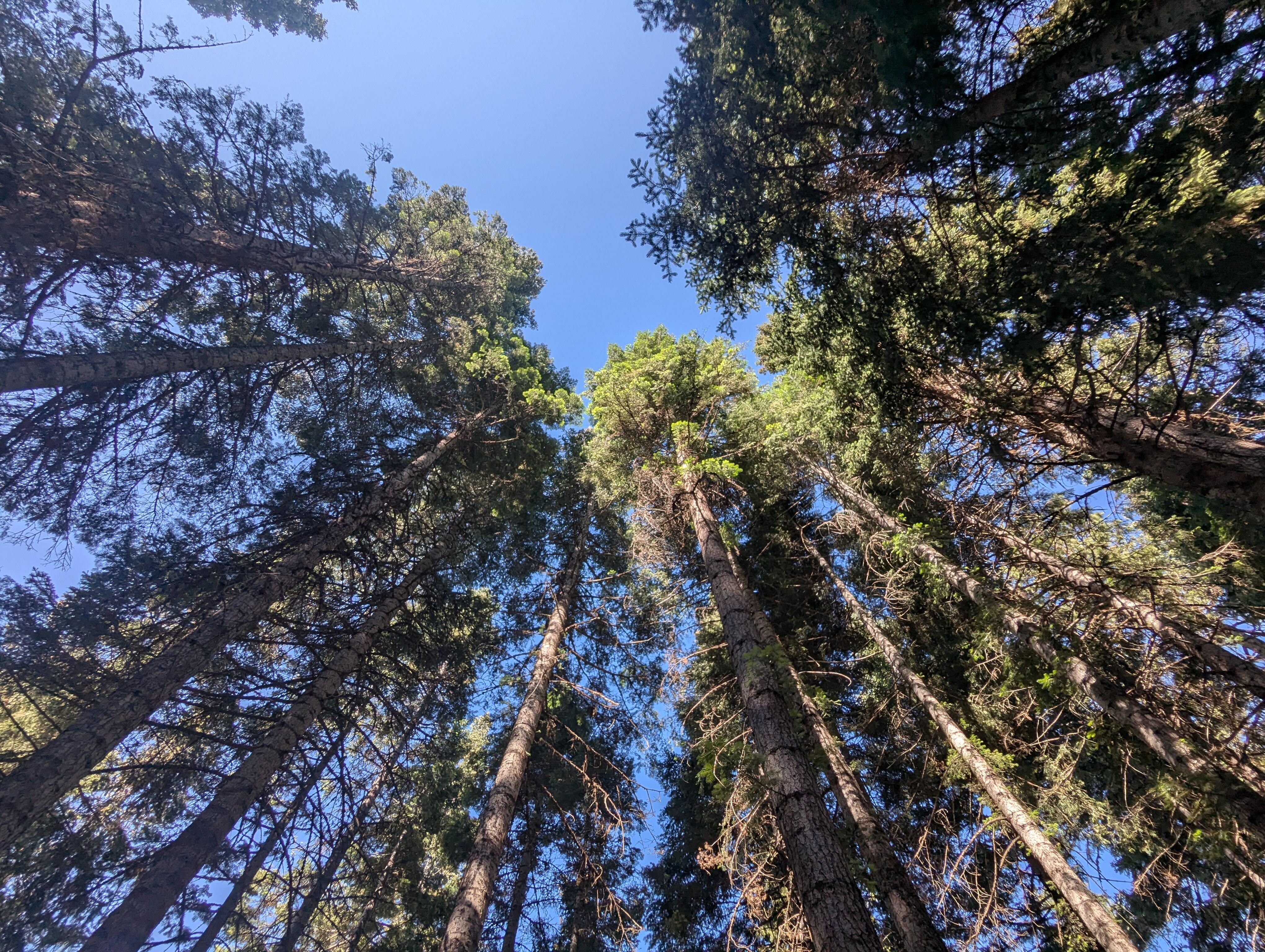 The lot is covered in the original trees which is rare to find, and they are gigantic and provide lots of shade.