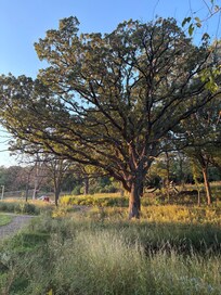 Inspiring old oak trees