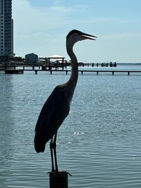 A visitor on the pier
