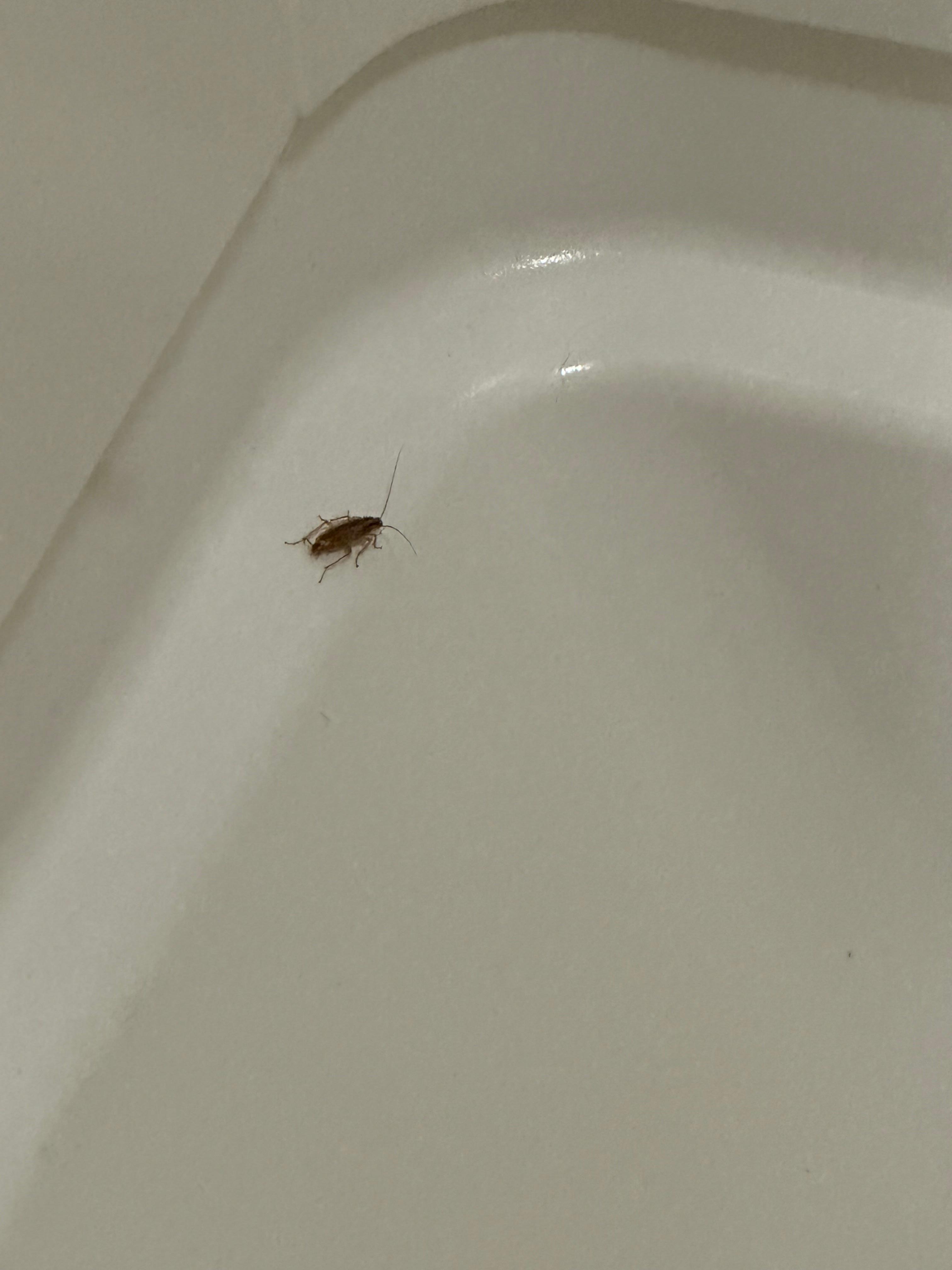 About the 6th cockroach I killed on our room.