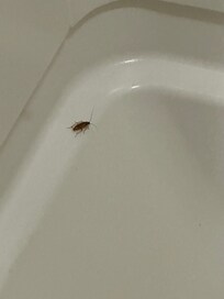 About the 6th cockroach I killed on our room.