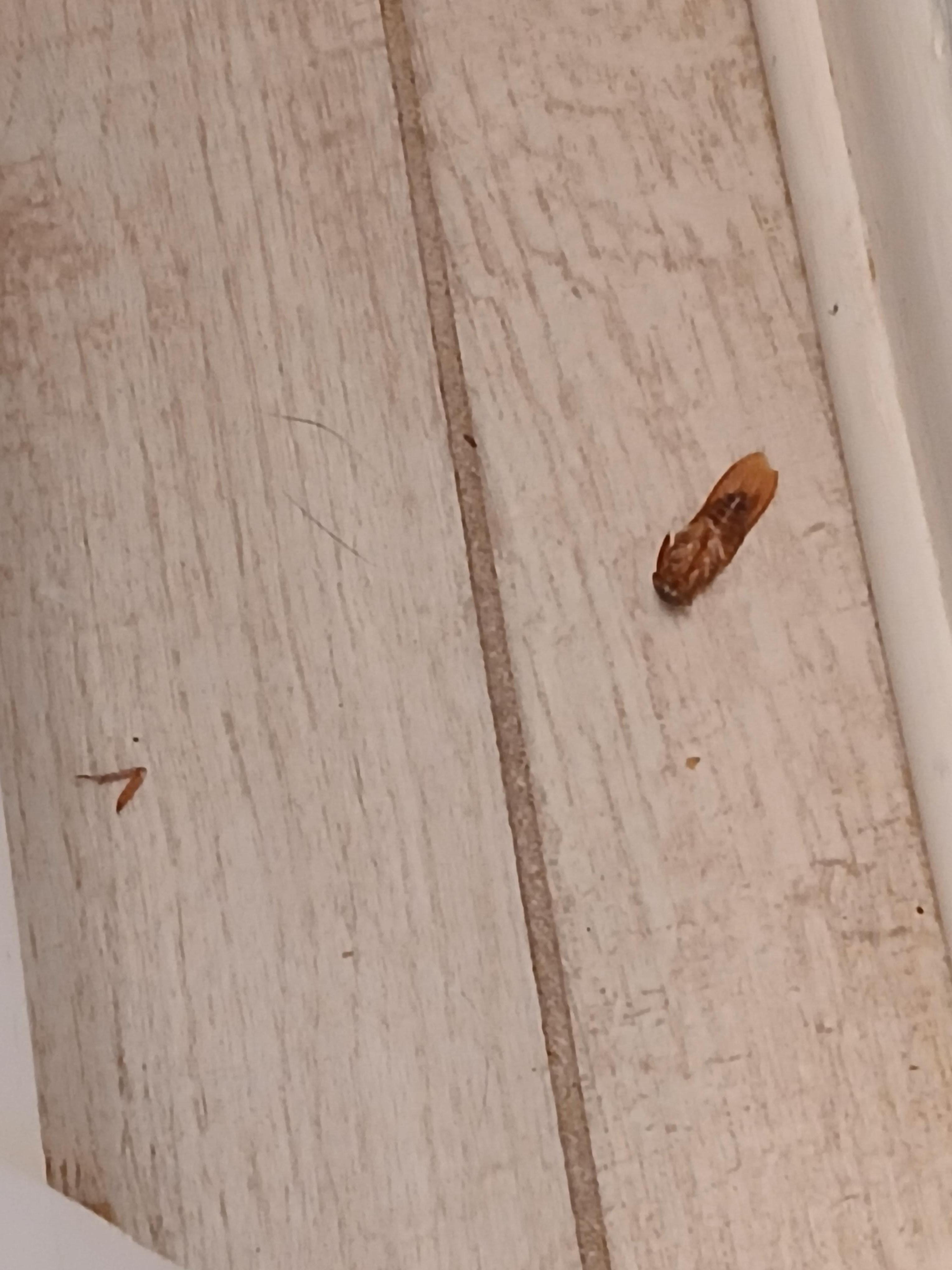 Dead bugs on floor 