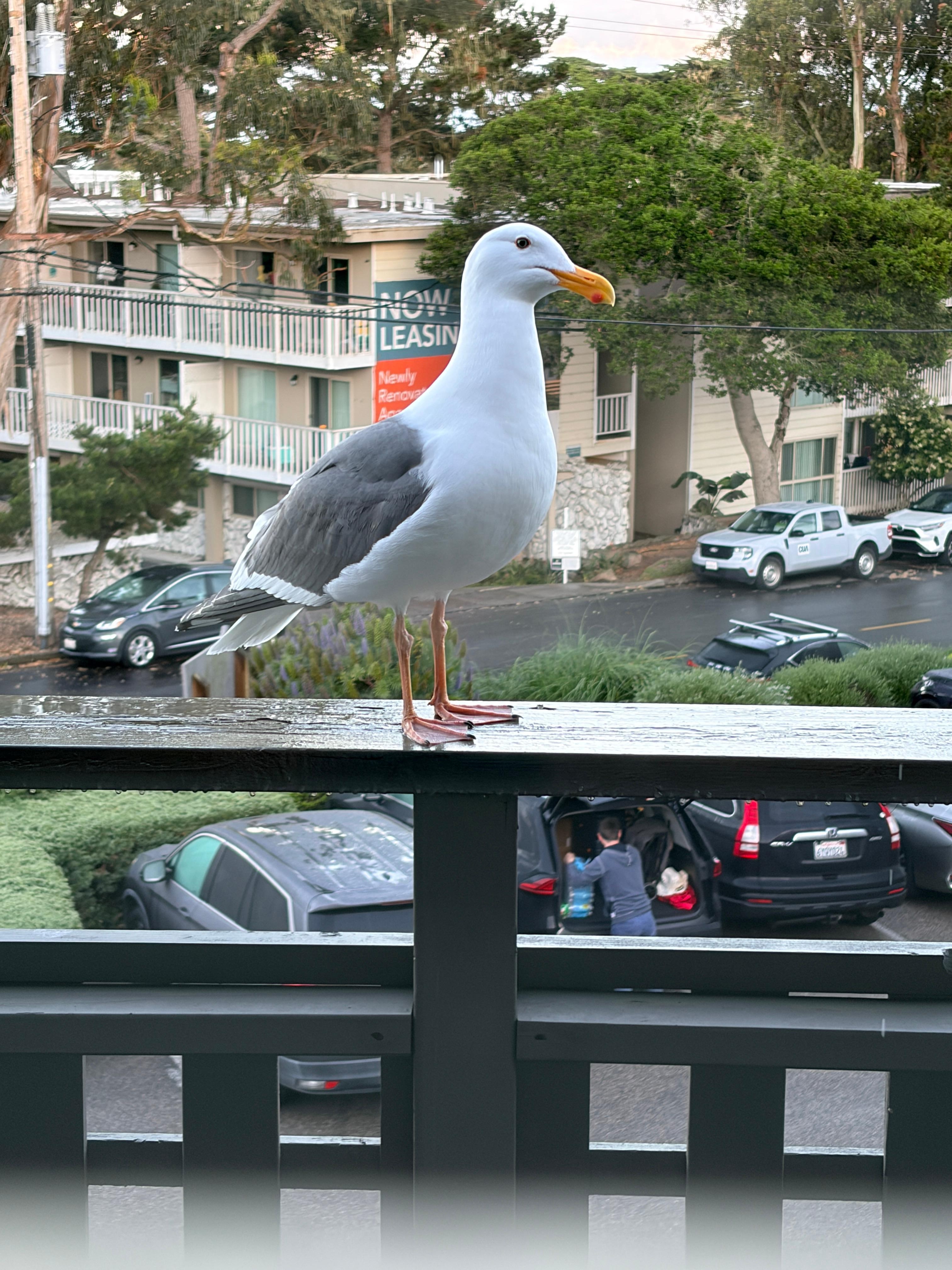 Wildlife came to visit. 
