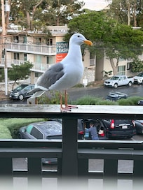 Wildlife came to visit.