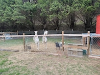 Excited goats :)