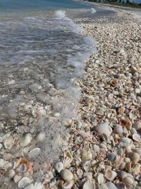 Shelling in Captiva