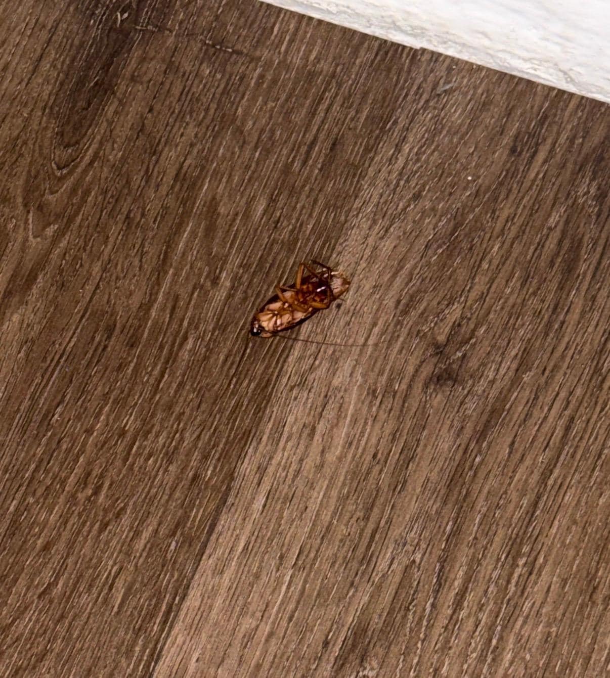 Cockroach #4