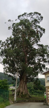 Eucalipton