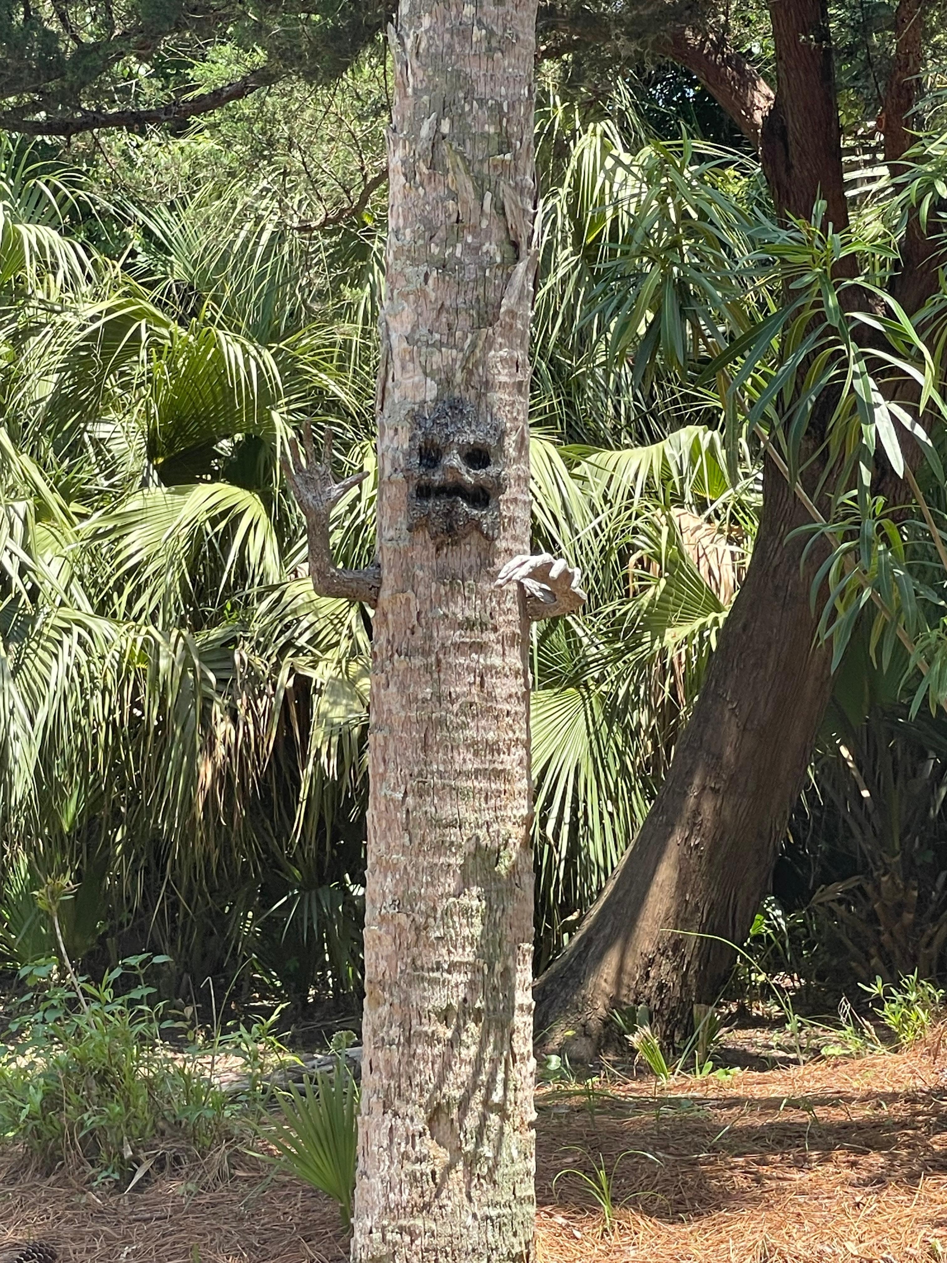 Creepy tree out front.  Loved it