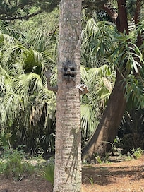 Creepy tree out front. Loved it