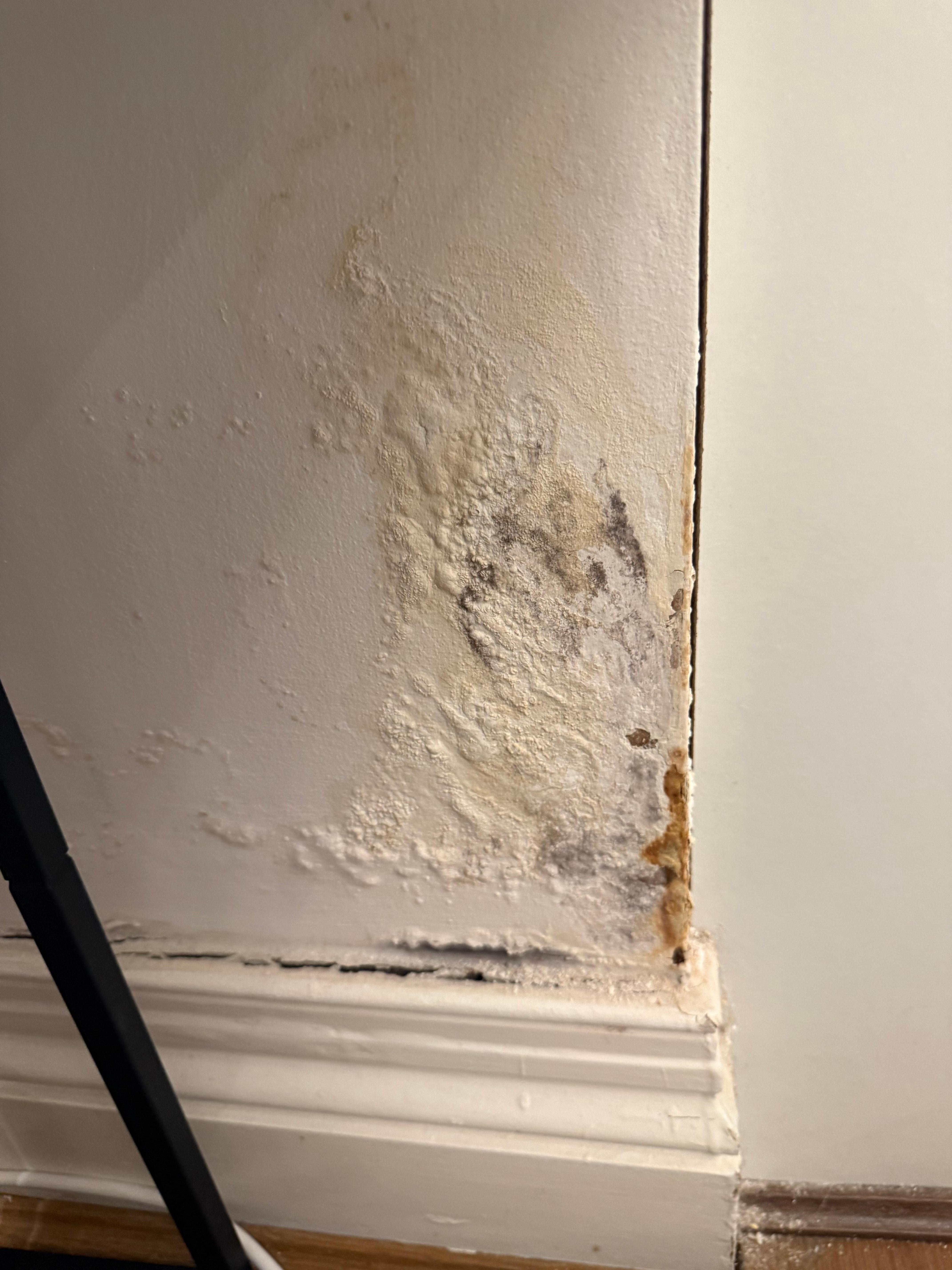 Mould/damp