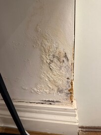 Mould/damp