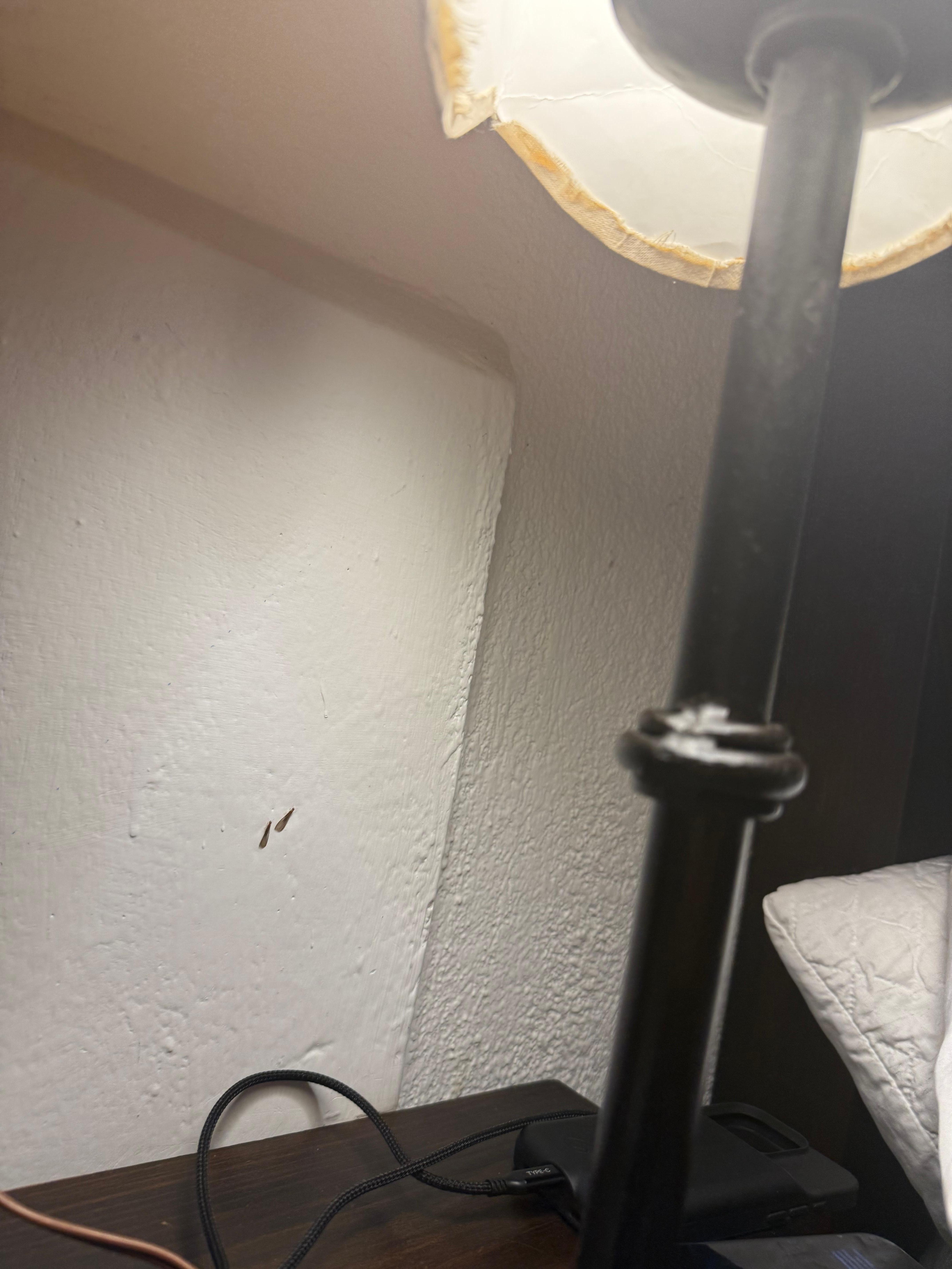 Termites on wall
