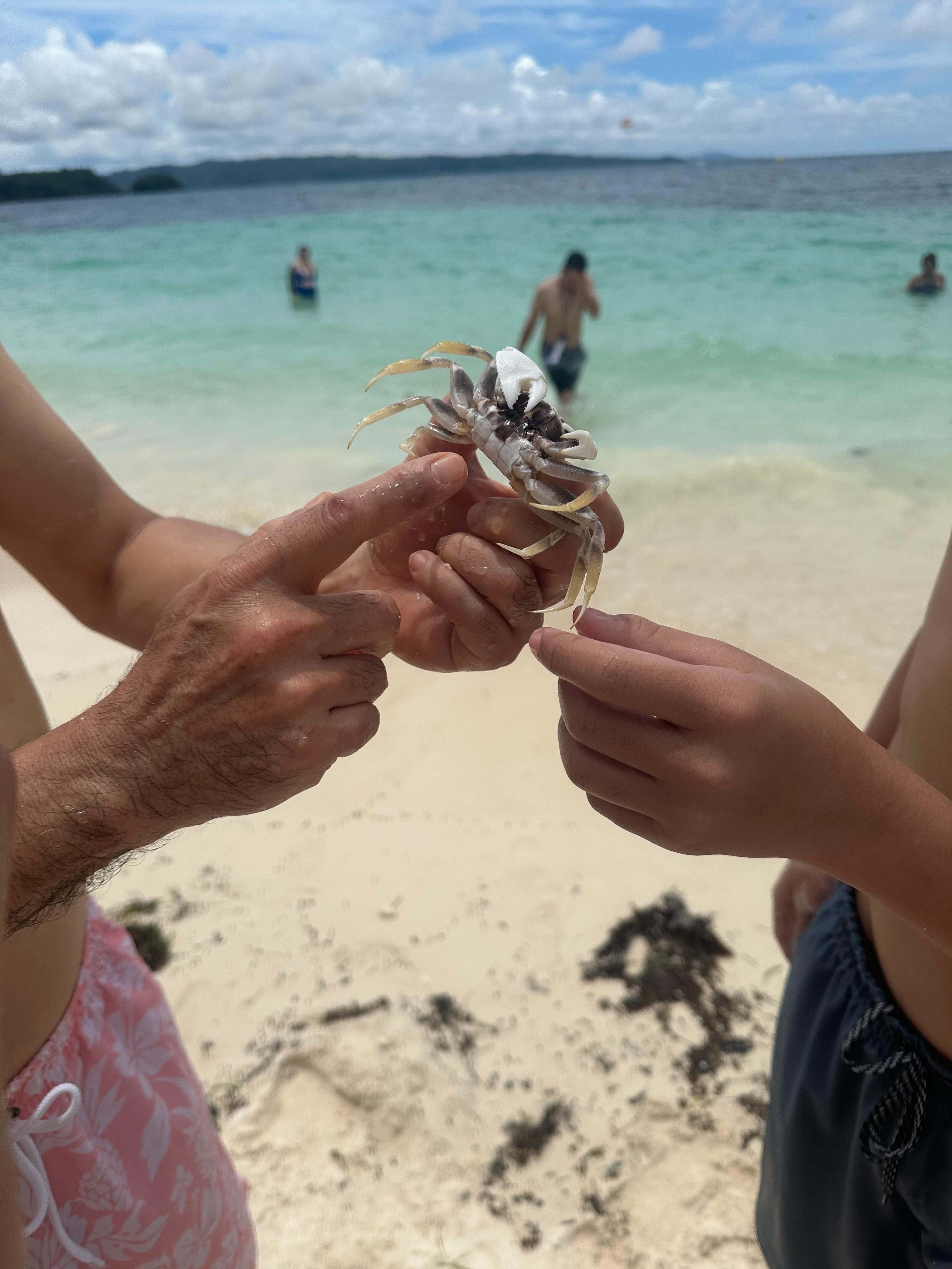 found a crab we put it back in his habitat