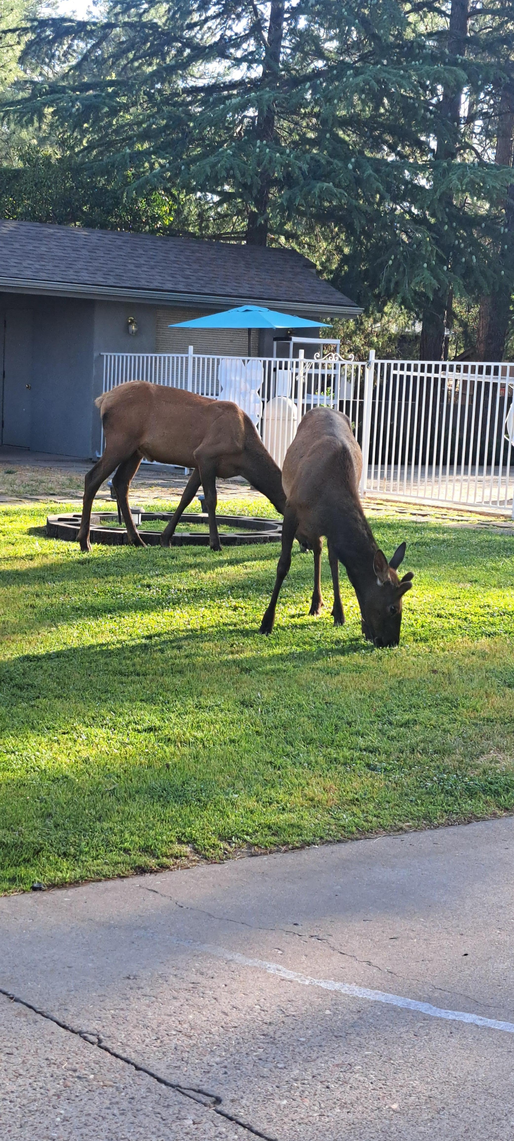 Hiw fun to see these near the pool/breakfast area.