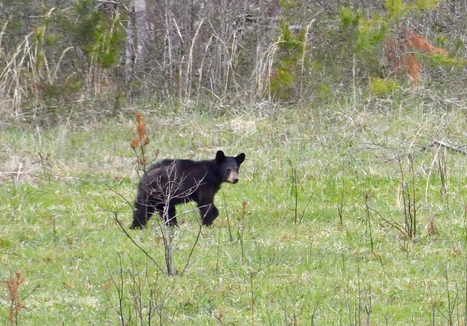 The wonderful bear decor gave us great black bear mojo and we saw 7 bears in nearby Cades Cove.