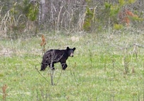 The wonderful bear decor gave us great black bear mojo and we saw 7 bears in nearby Cades Cove.