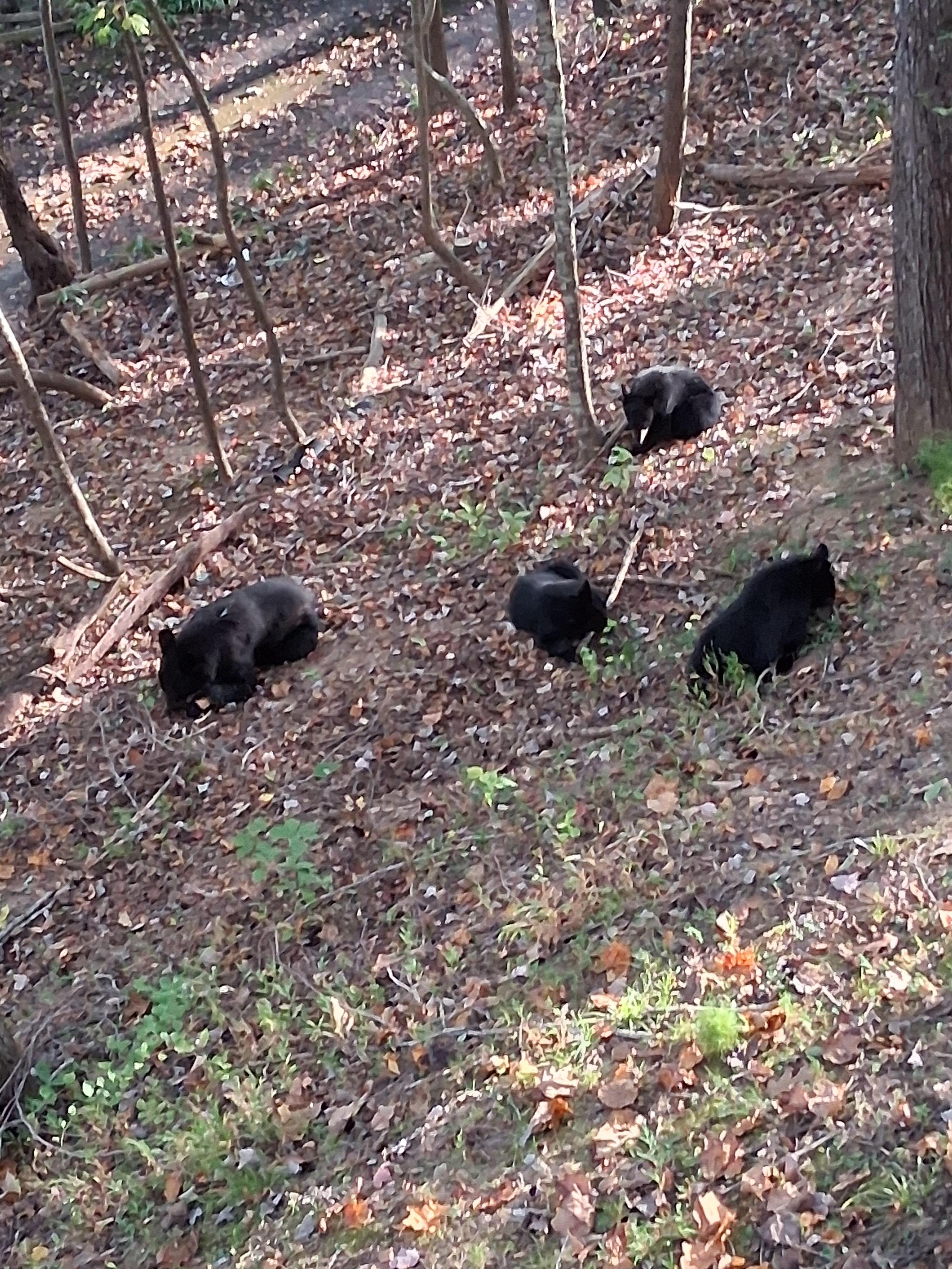 Enjoyed seeing a mom and her 3 cubs
