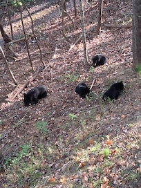 Enjoyed seeing a mom and her 3 cubs