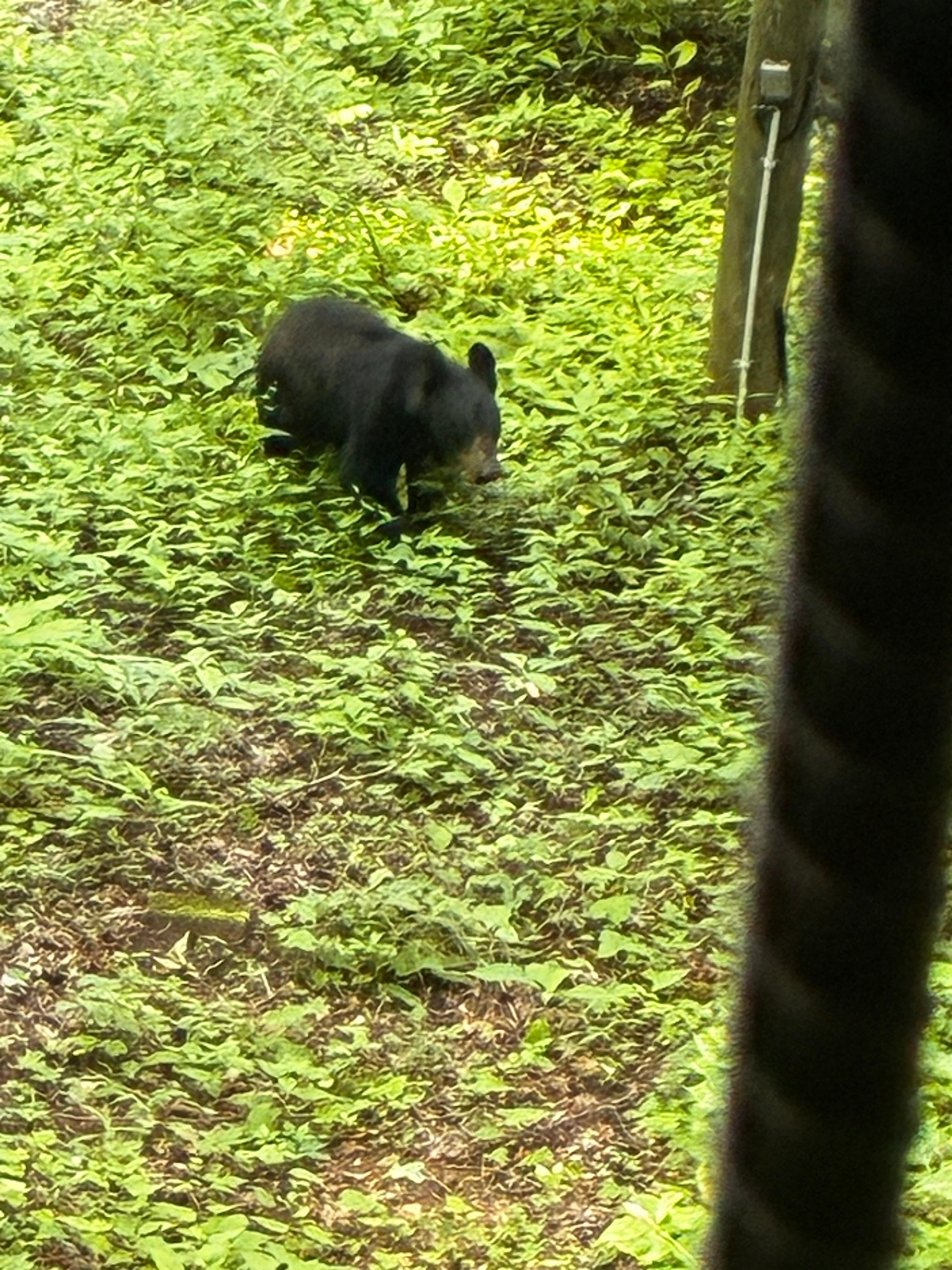 First time seeing one in person for all of us.