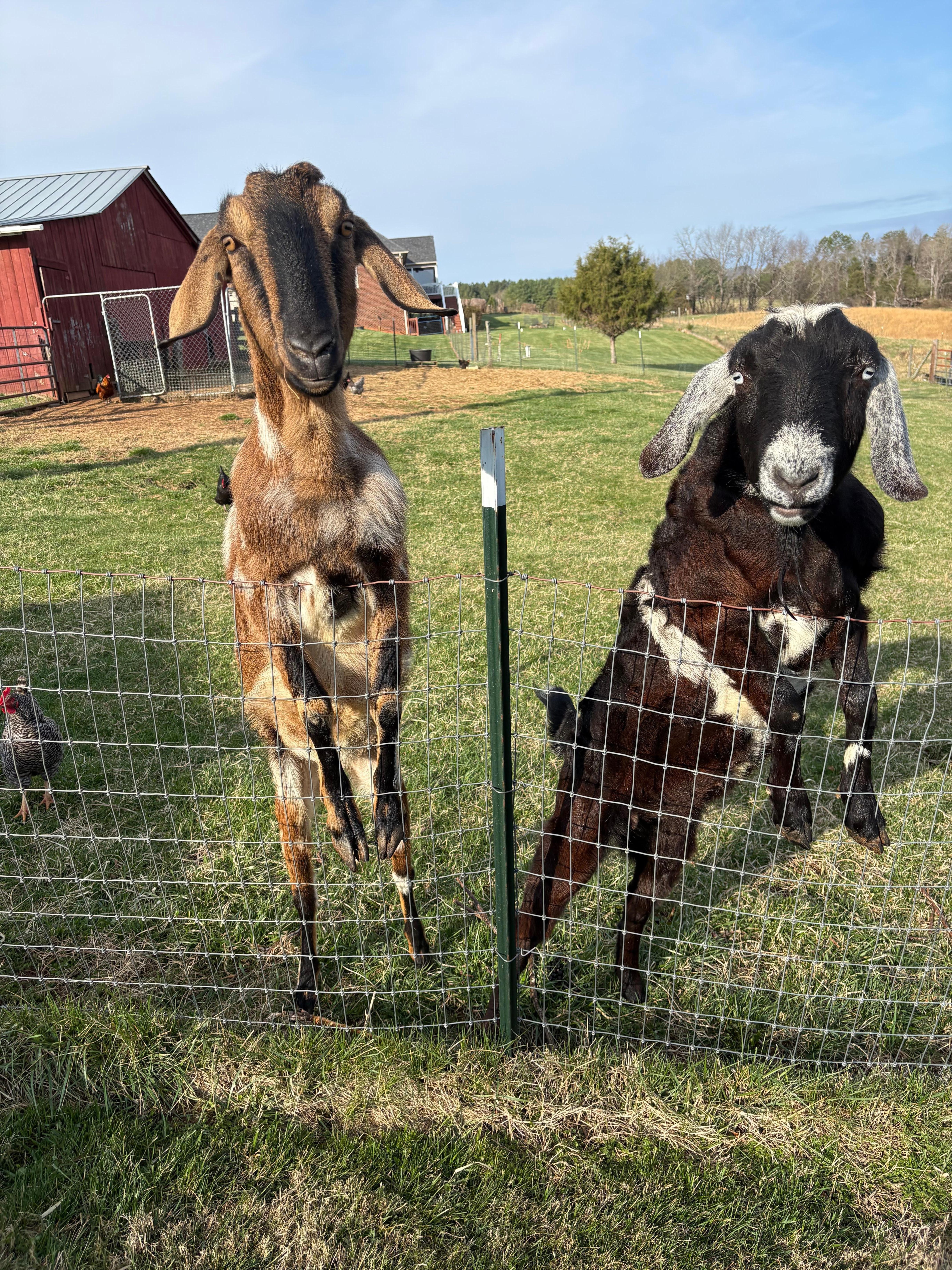 Jasper and Jackson your new best friend’s 