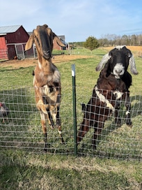 Jasper and Jackson your new best friendâs