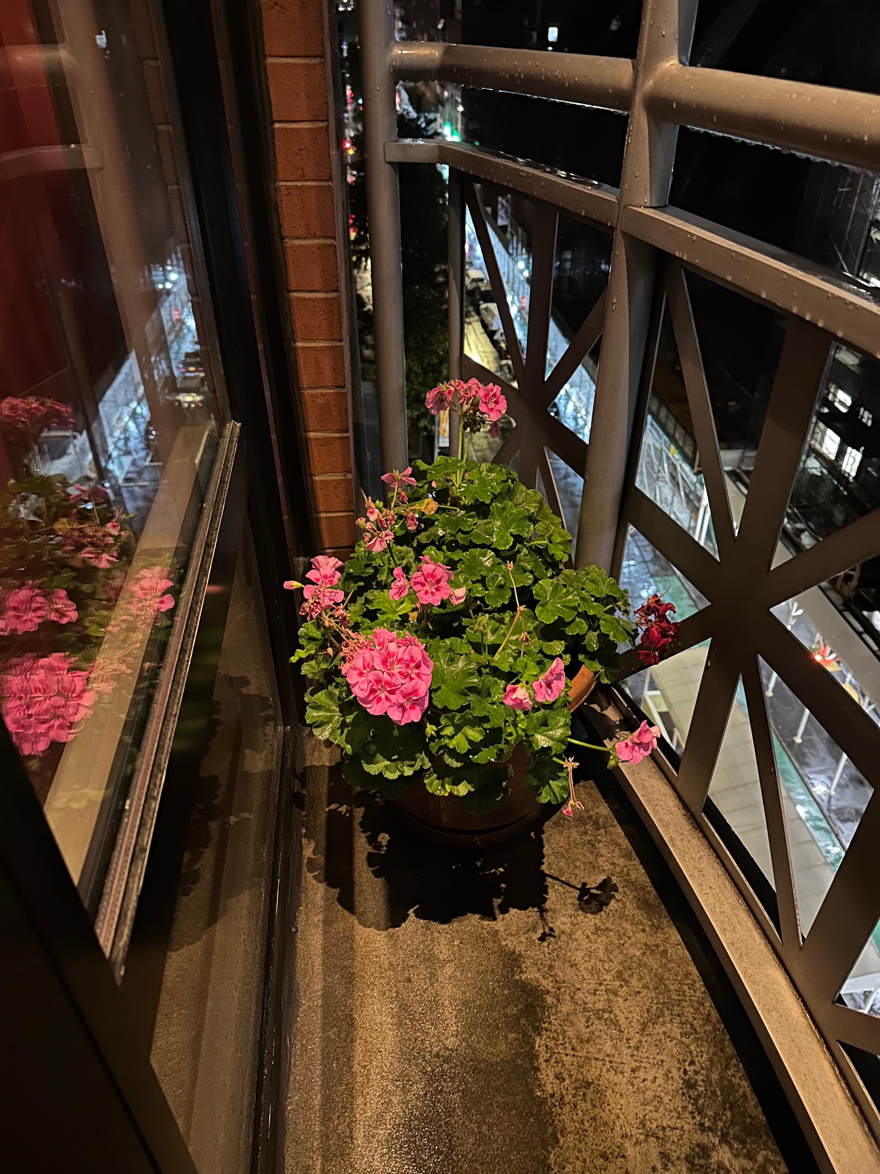 Beautiful geraniums on the balcony and green live plant inside. 