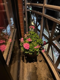 Beautiful geraniums on the balcony and green live plant inside.