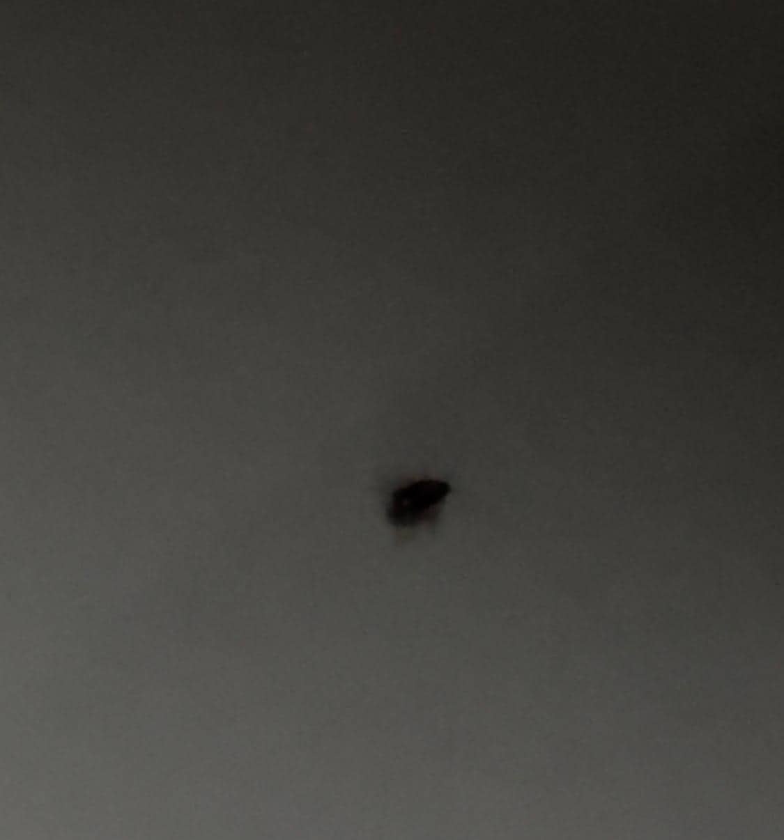 cockroach in the bathroom 