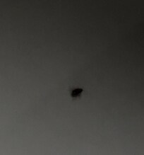 cockroach in the bathroom