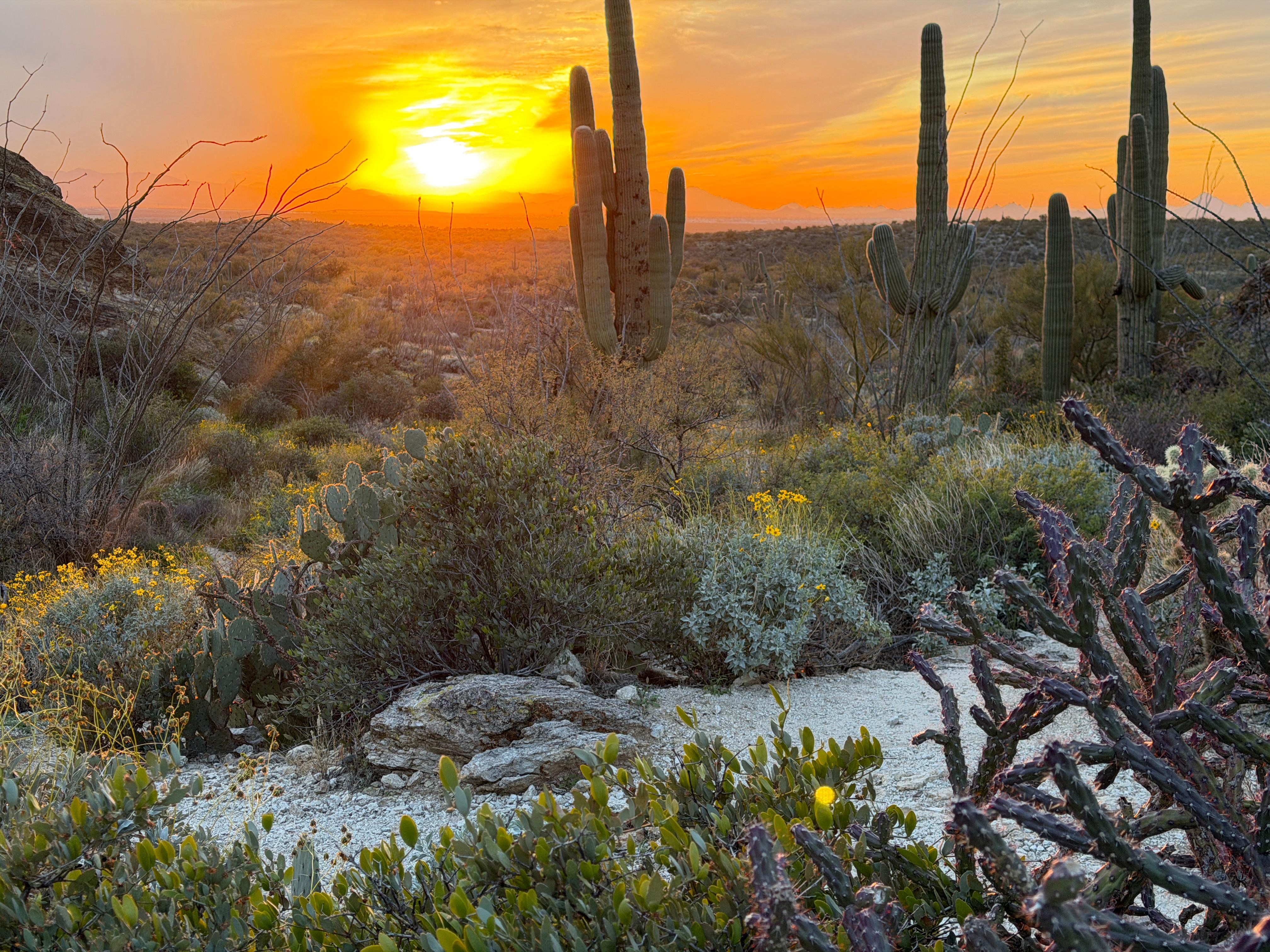 Beautiful sunset at Saguaro National Park 