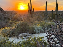 Beautiful sunset at Saguaro National Park