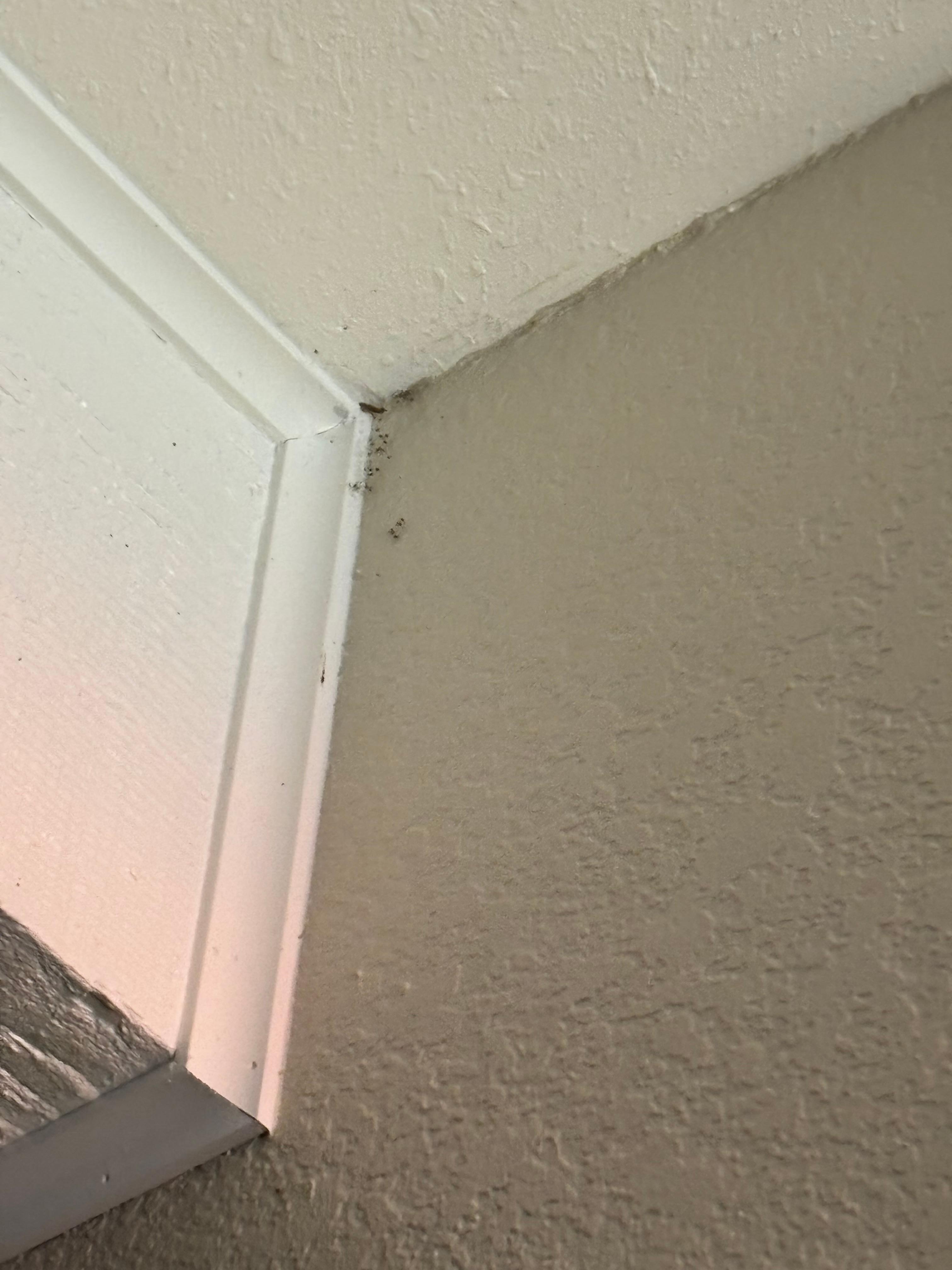 Bugs / tiny spiders like this in almost all ceiling corners