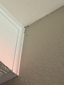 Bugs / tiny spiders like this in almost all ceiling corners