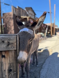 Burros in Oatman