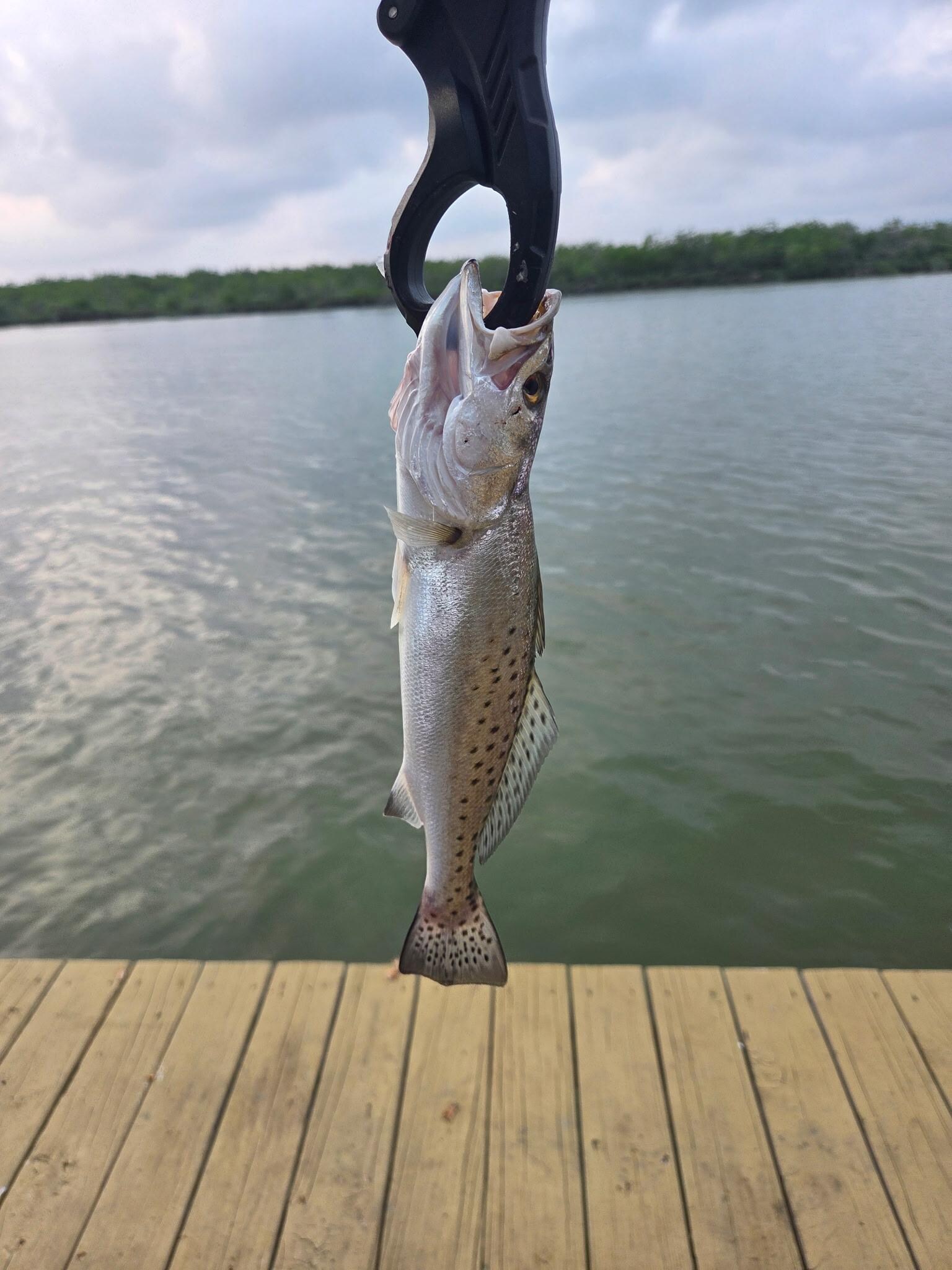 We caught fish!
