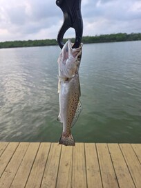 We caught fish!