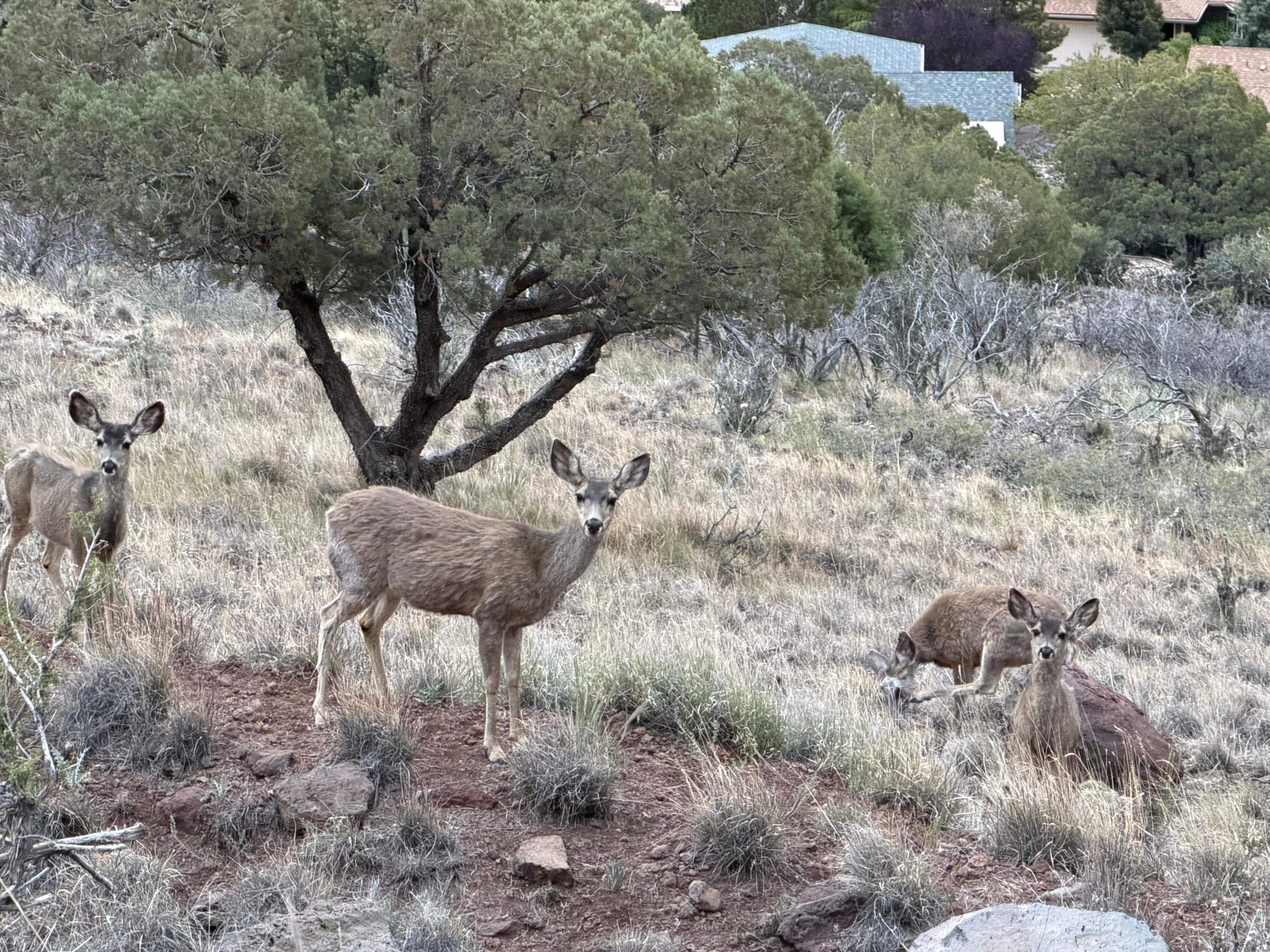 Visitors at dusk. This is the open land just below the house. 