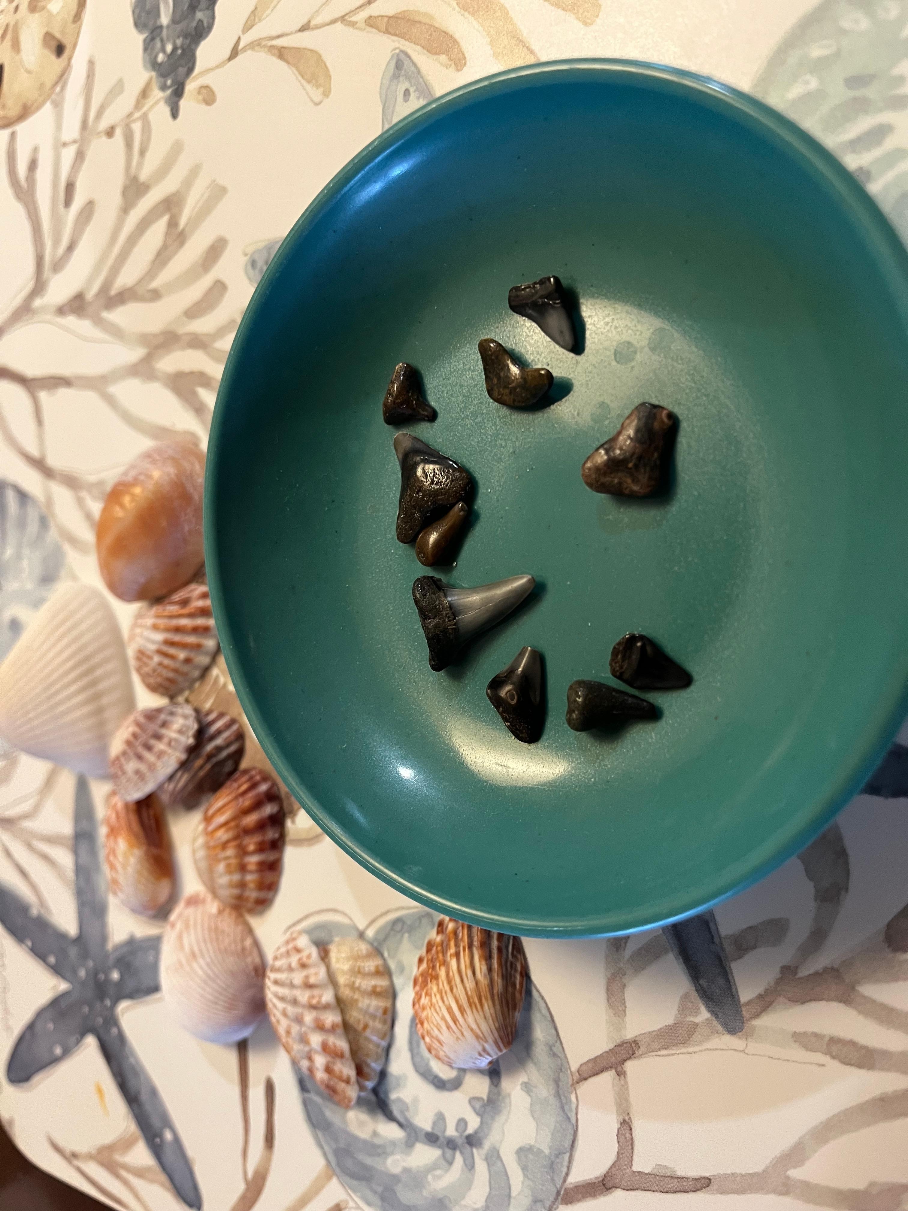 From Manasota Zbeach