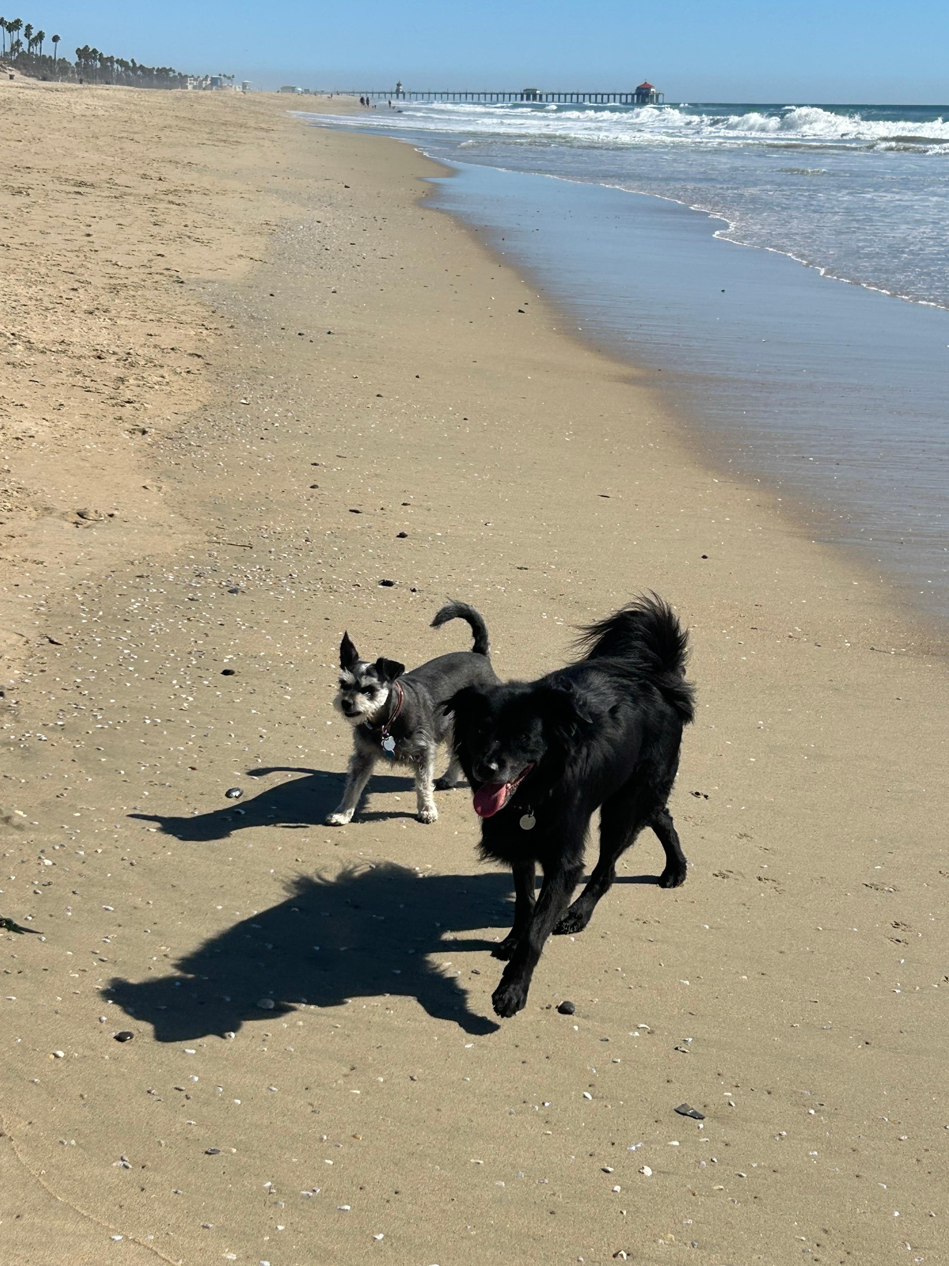 Huntington Dog Beach