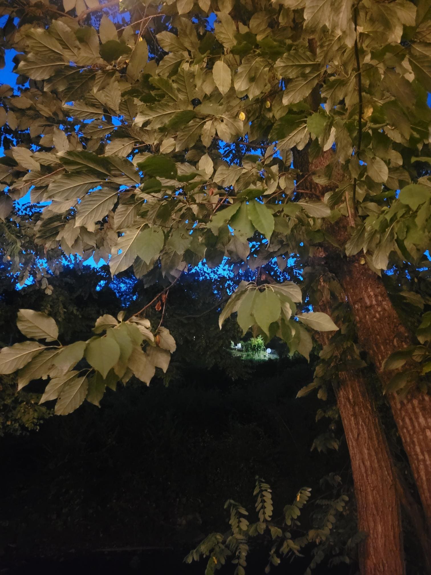 A beautiful blue Indian Summer Sky through the trees.