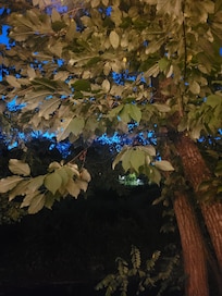 A beautiful blue Indian Summer Sky through the trees.