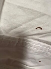 termite swarmers! we had videos of bugs crawling on my kids toys. couldn’t download it here