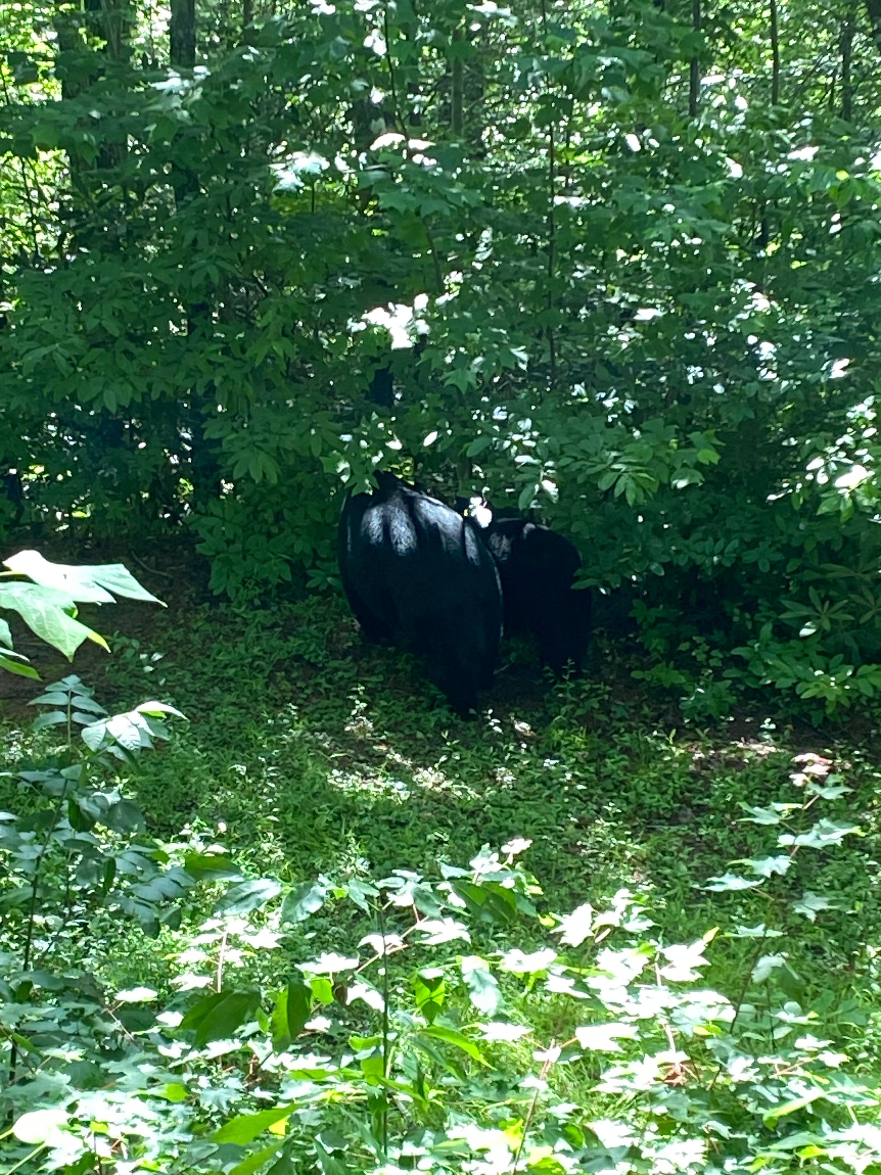 Bear!