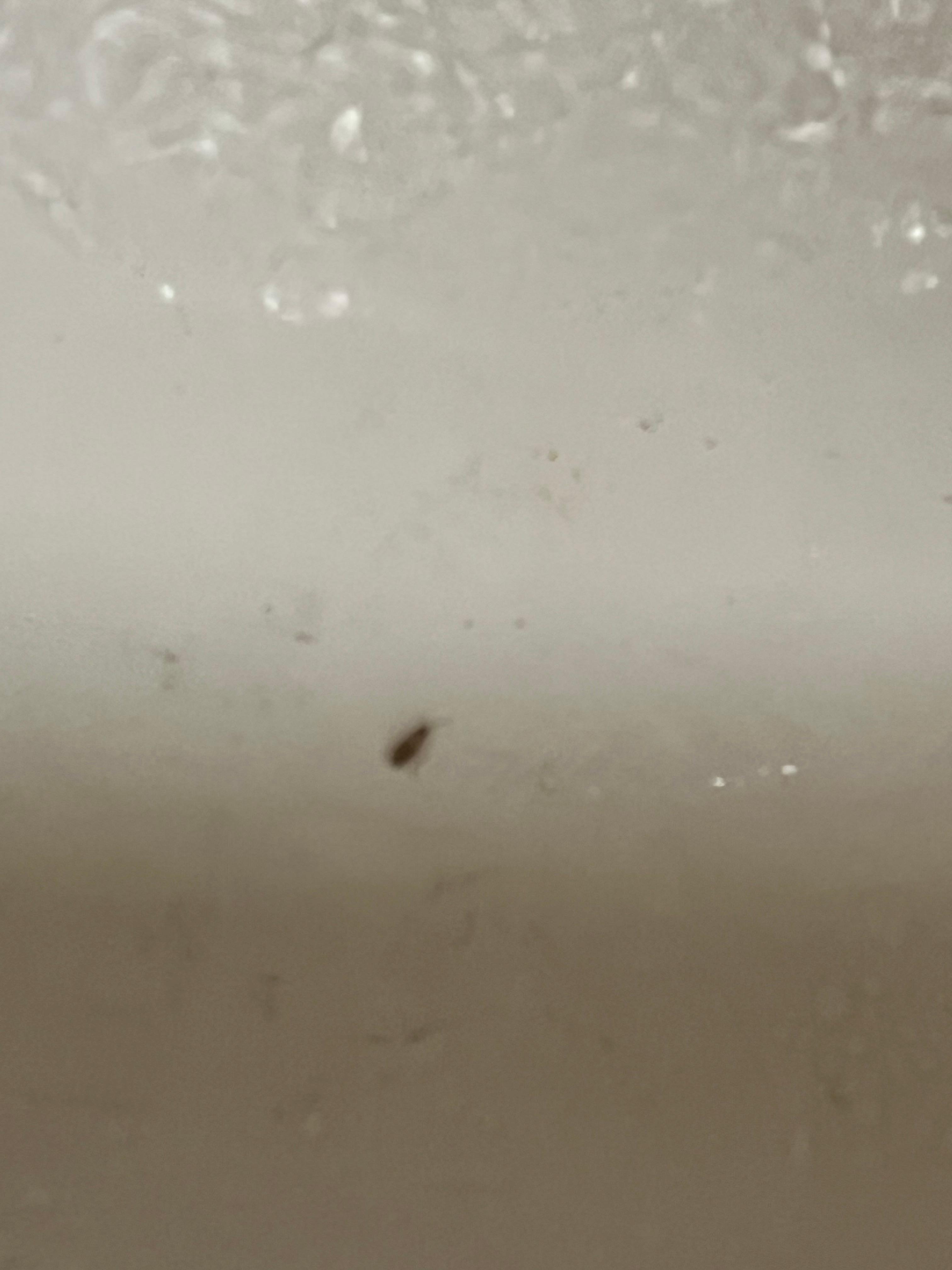 Another photo of the roach 