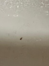 Another photo of the roach