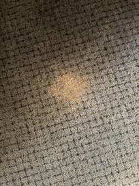 Vomit stains on another part of the carpet
